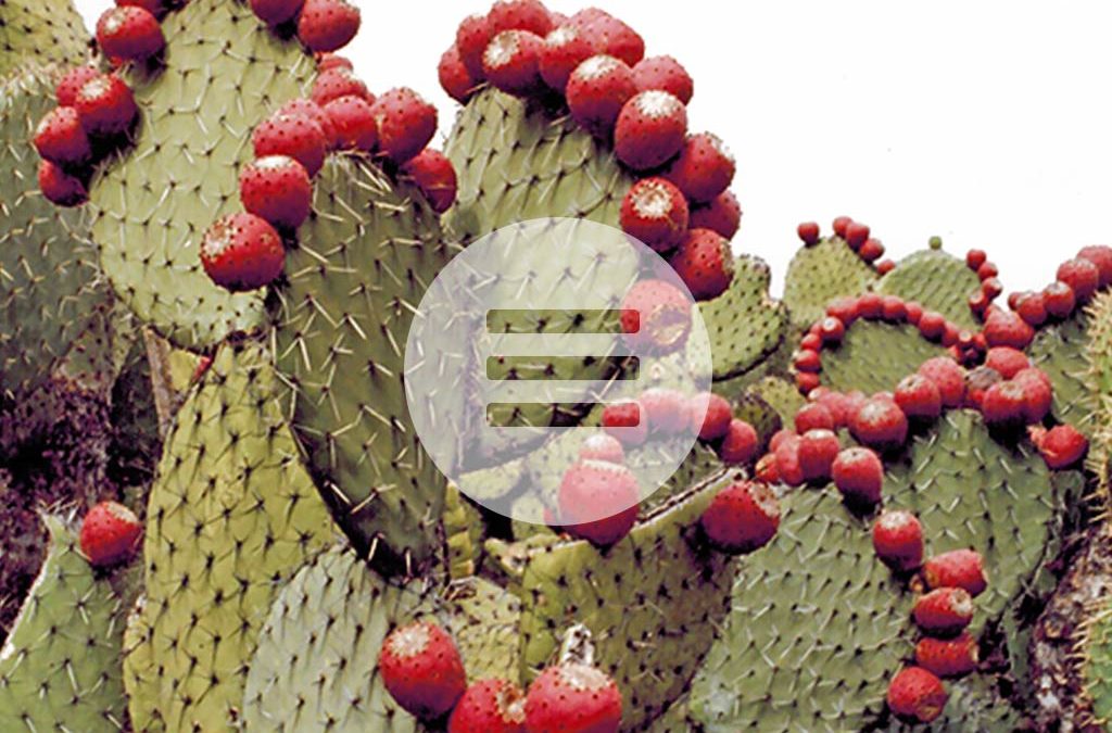 Bluthochdruck & Blutzuckerspiegel – Naturheilmittel Nopal-Kaktus